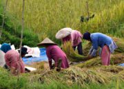 Daerah Pusat Pertanian Terbesar di Indonesia. Indonesia dikenal sebagai negara agraris dengan sektor pertanian yang menjadi tulang punggung perekonomian.