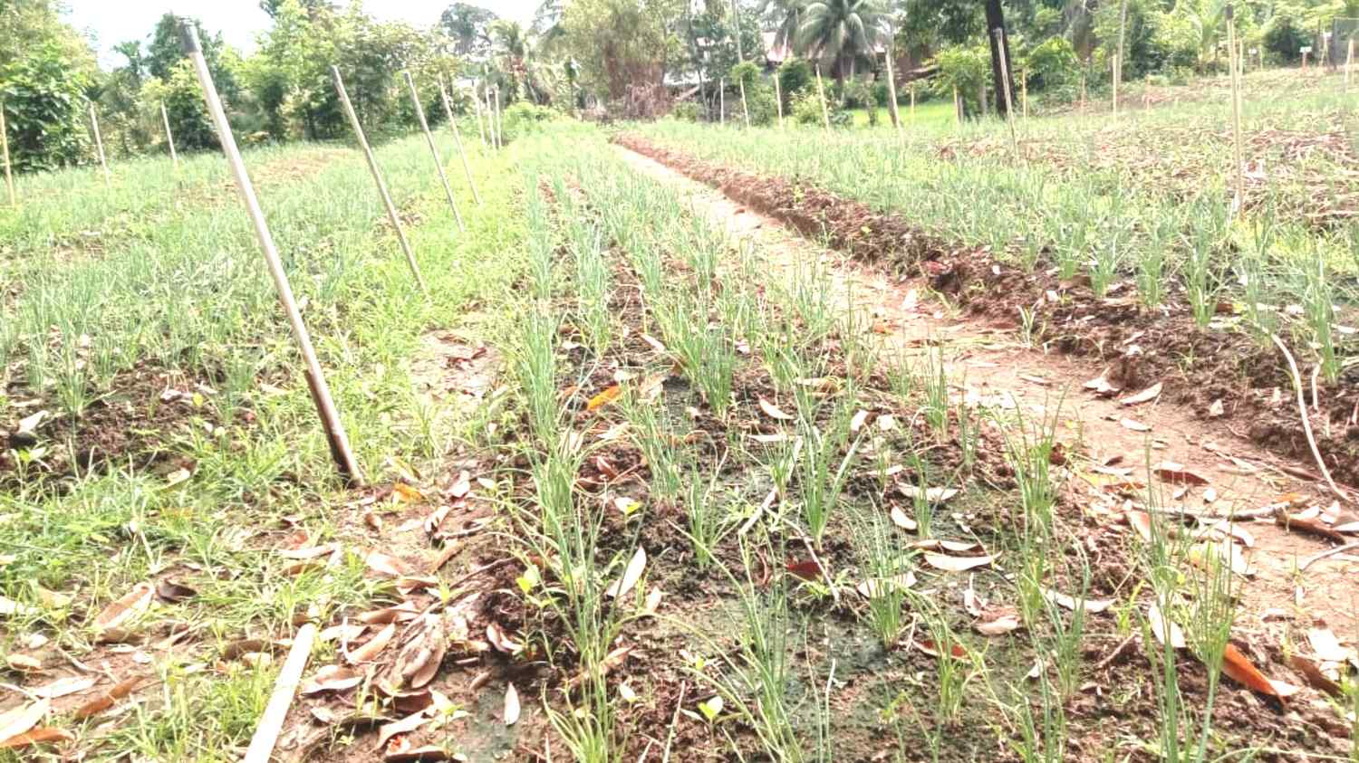 Lahan 50 meter ditanami bawang merah oleh Kelompok Wanita Tani (KWT) Gampong Ladang, Aceh Barat (Muhibbul Jamil/Lintas Sumba)