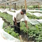 Pengawas Pembibitan Kakao PT Timor Mitra Niaga (TMN), Stevanus Arifi, sedang memantau anakan Kakao yang siap didistribusikan ke masyarakat Sikka (Johan Sogara/Lintas Sumba)