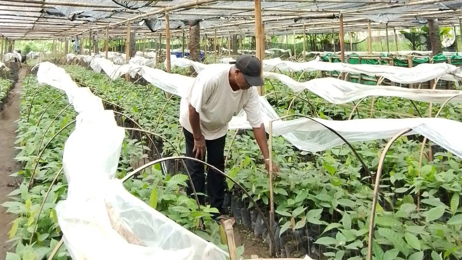 Pengawas Pembibitan Kakao PT Timor Mitra Niaga (TMN), Stevanus Arifi, sedang memantau anakan Kakao yang siap didistribusikan ke masyarakat Sikka (Johan Sogara/Lintas Sumba)